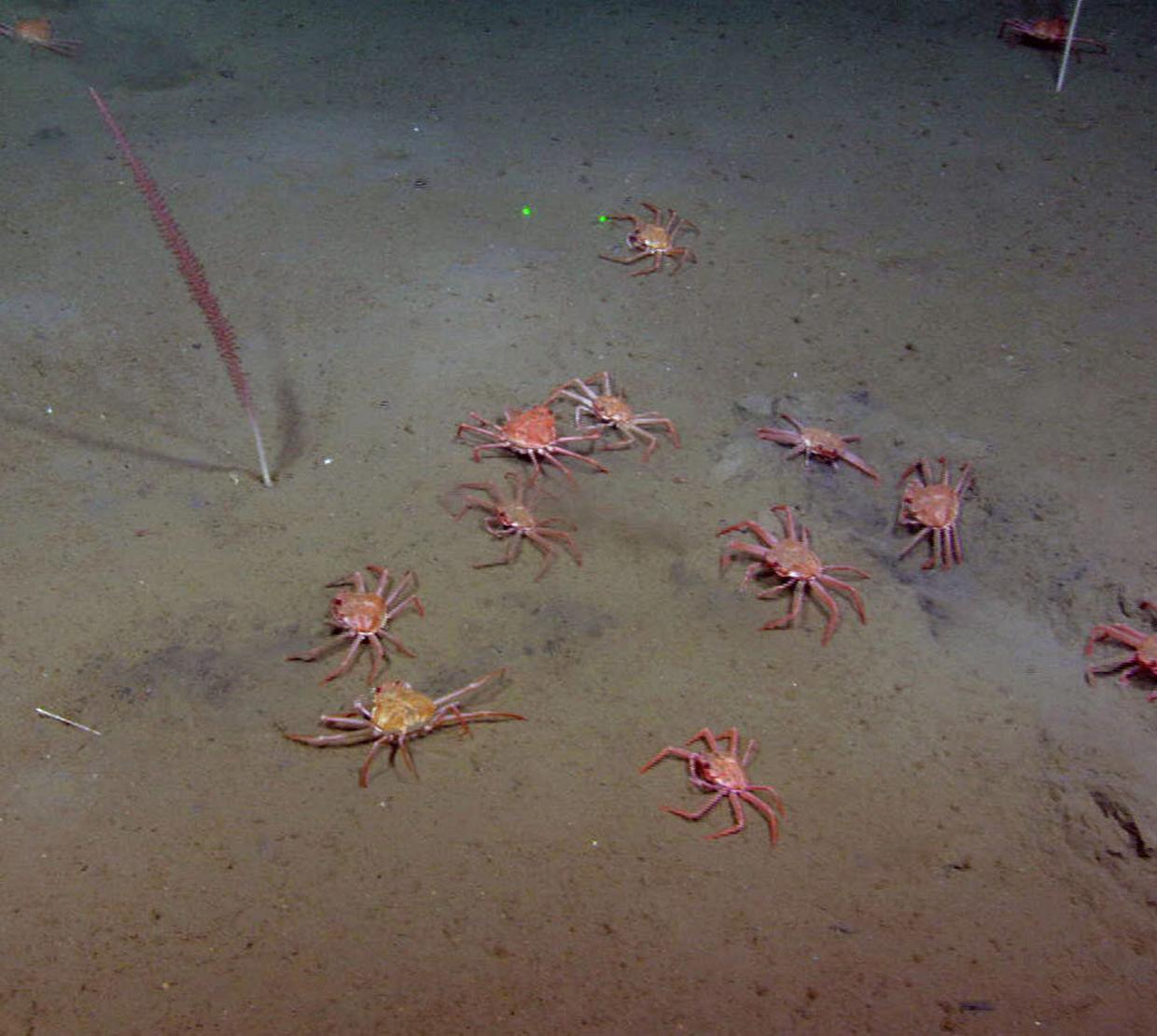 Group of Tanner crabs sitting on ocean floor