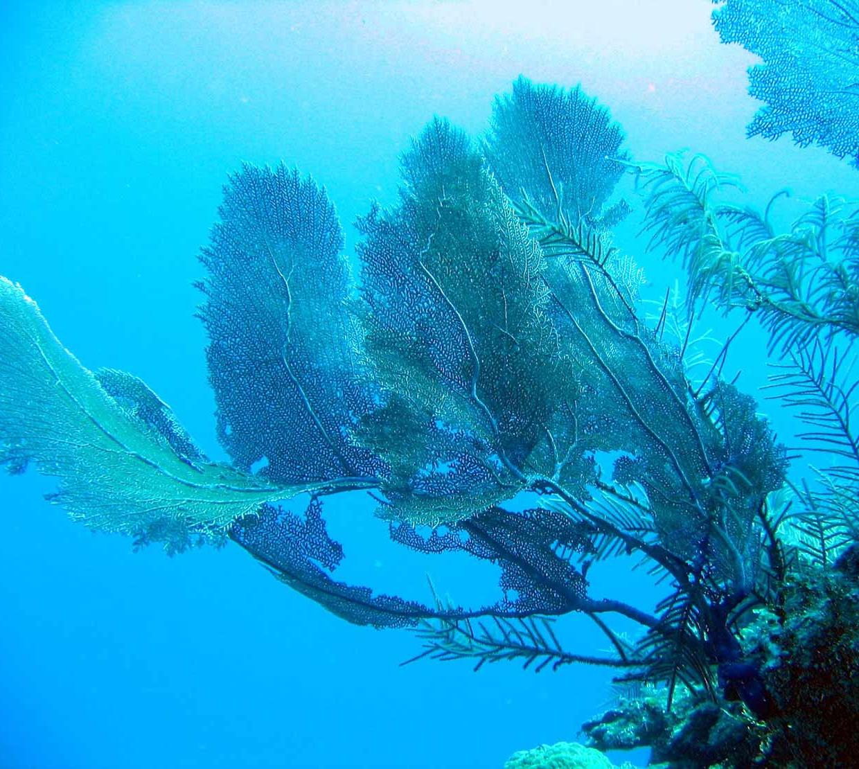 Coral reef sitting on rocks in ocean floor