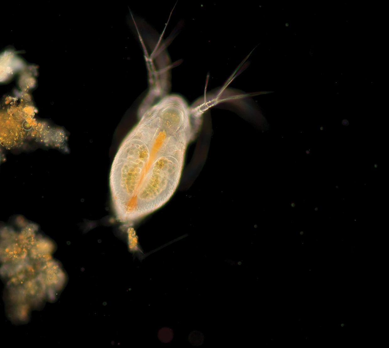 microscopic organism swimming through dark water
