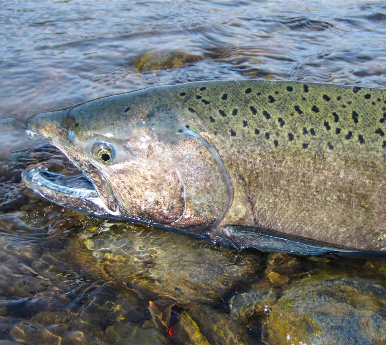 A Chinook Salmon swimming in white water