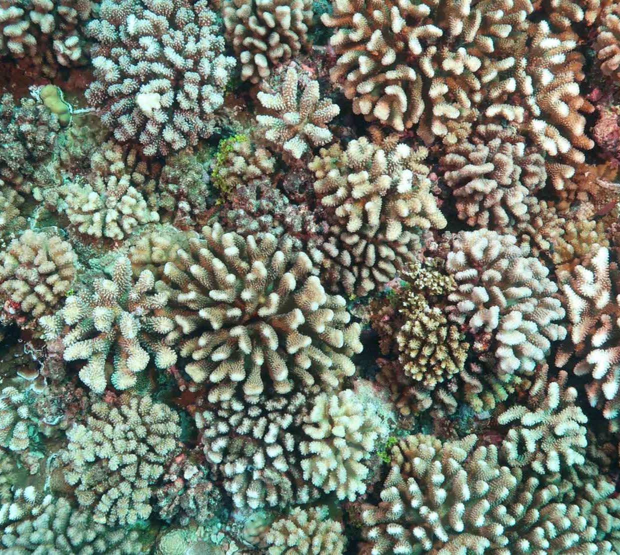 Aerial shot of coral reef.