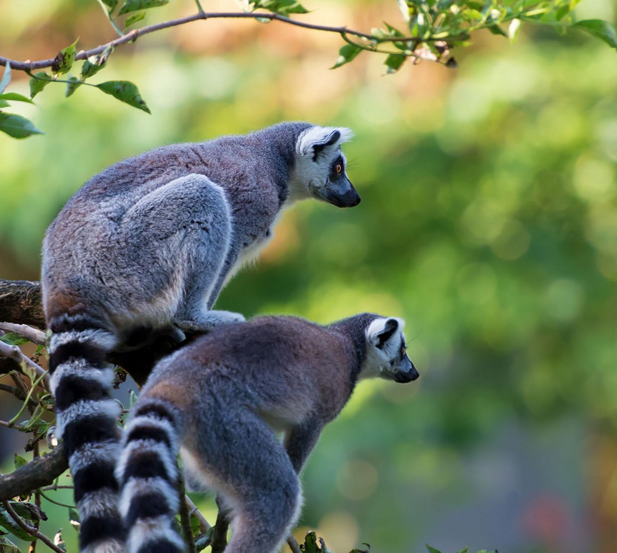 Two lemurs sit closely together on a tree branch, surveying their environment