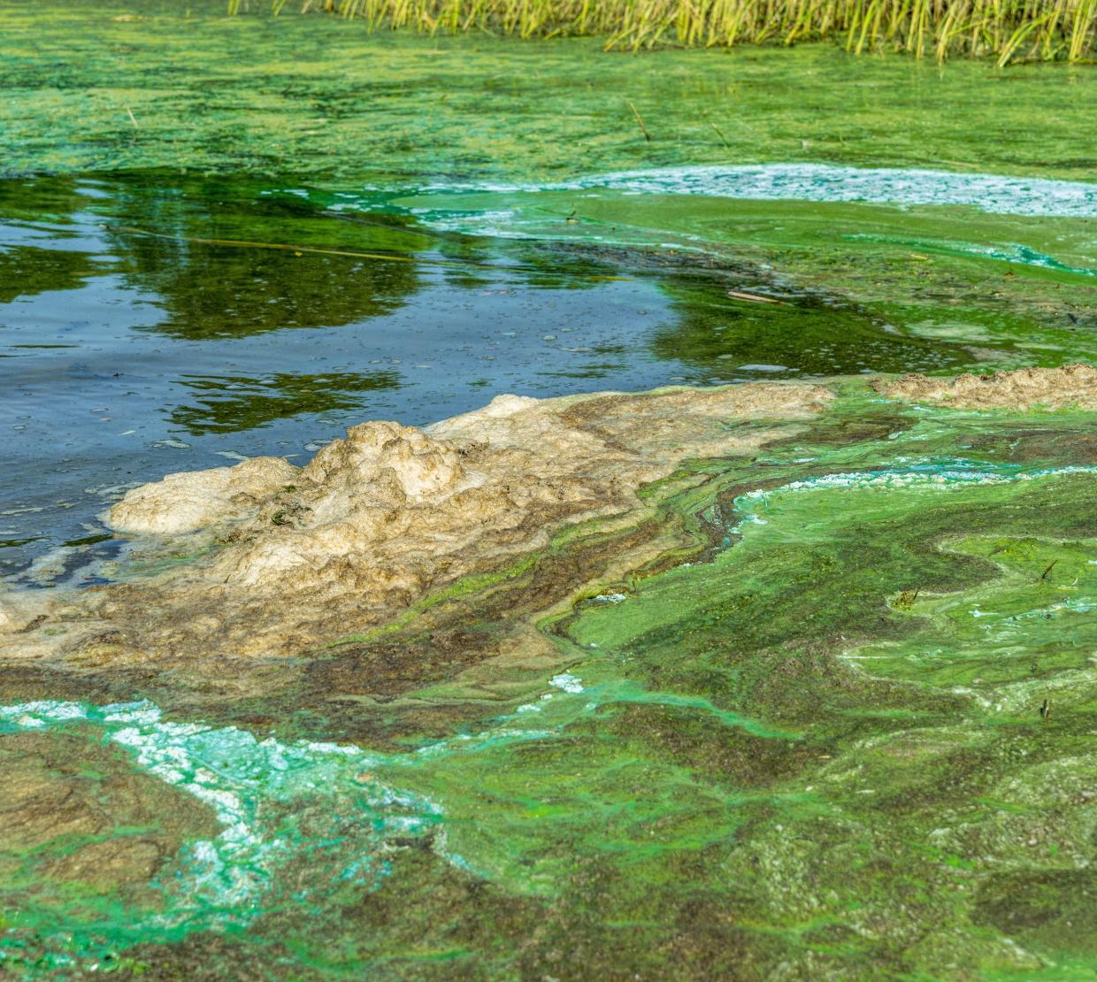 An algal bloom on a river. Green and blue lines on the water.