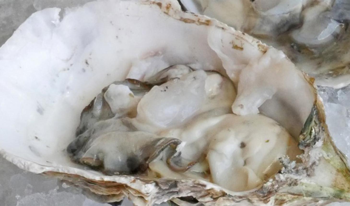 Oyster shell.