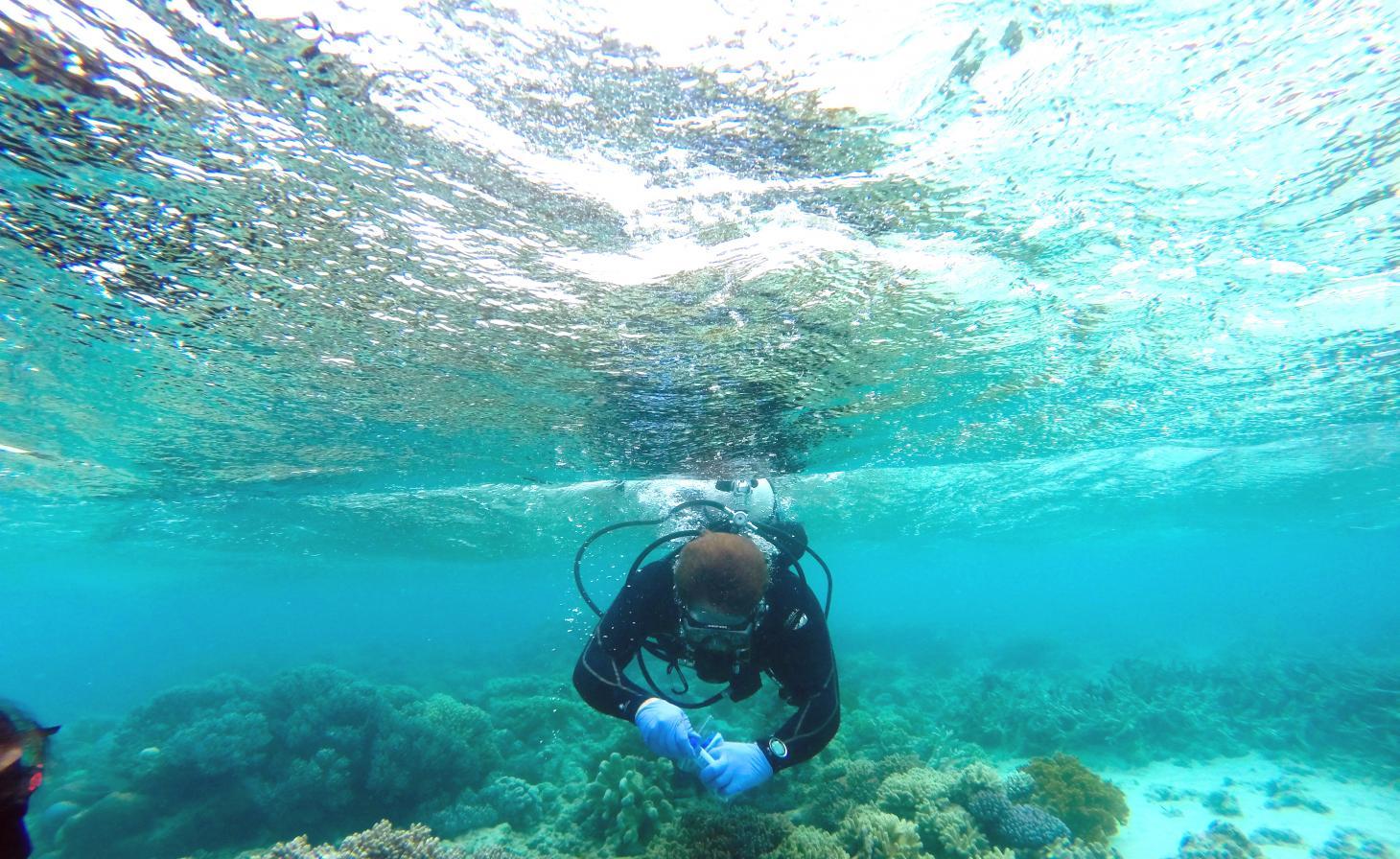 Scuba diver collecting samples in shallow ocean water.