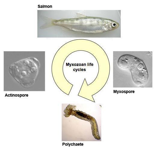 Life cycle of the myxozoan parasite Ceratomyxa shasta.