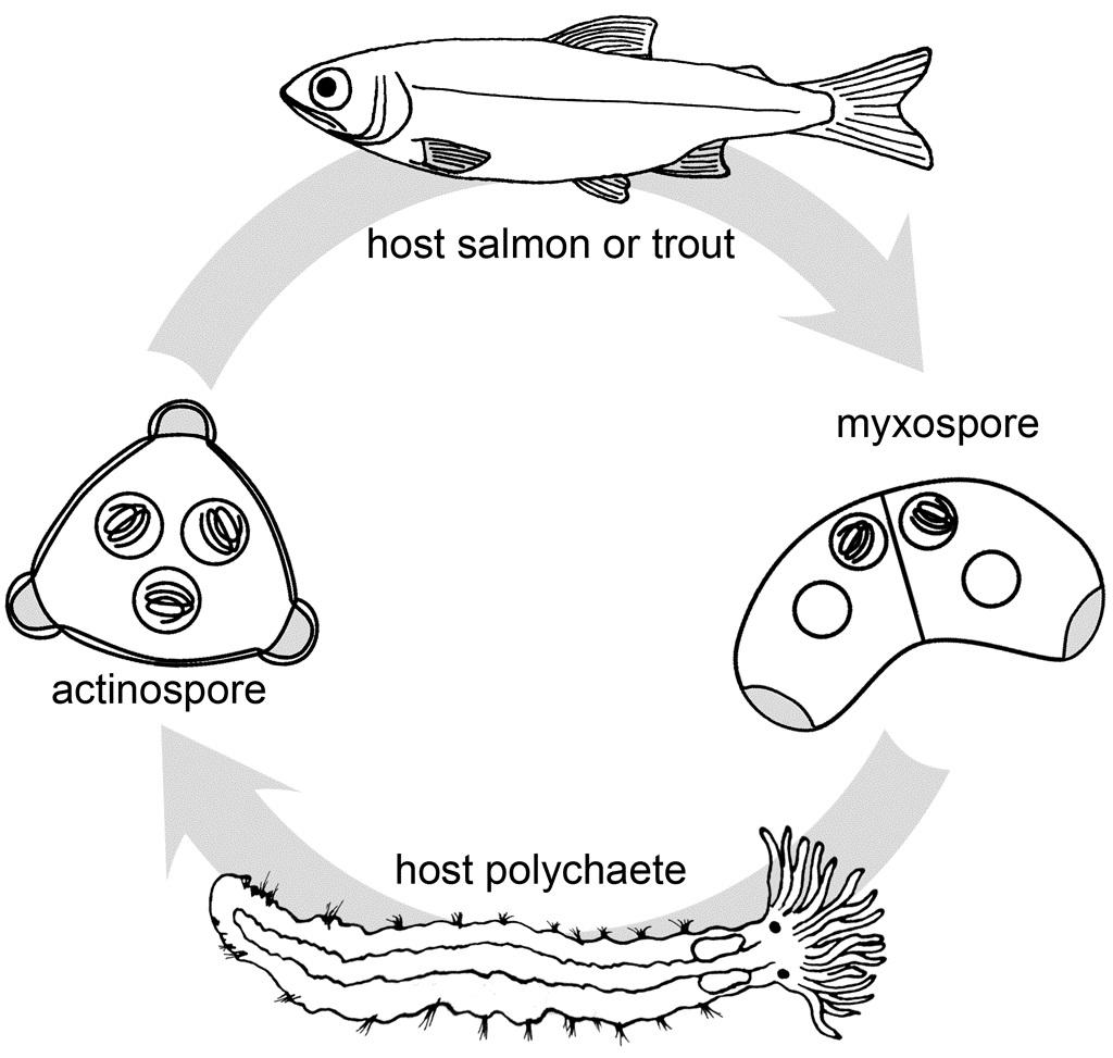 An illustrated lifecycle chart of myxospore pointing to host polychaete pointing to actinospore pointing to host salmon or trout in a circle.