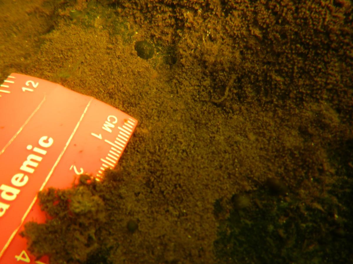 A ruler sticking into a large sample of moss.