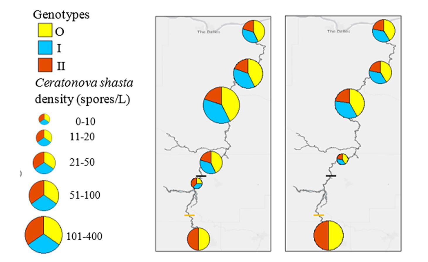 Two side-by-side maps of the Deschutes River labeled with Ceratonova shasta density (spores/L) by sample sites in red, blue and yellow pie charts indicating range of density.