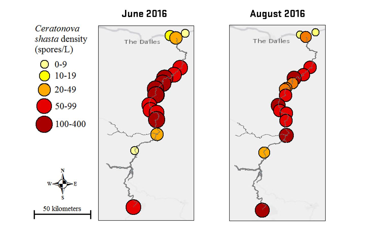 Two side-by-side maps of the Deschutes River labeled with Ceratonova shasta density (spores/L) by sample sites in red, orange and yellow. Comparing results from June and August 2016.