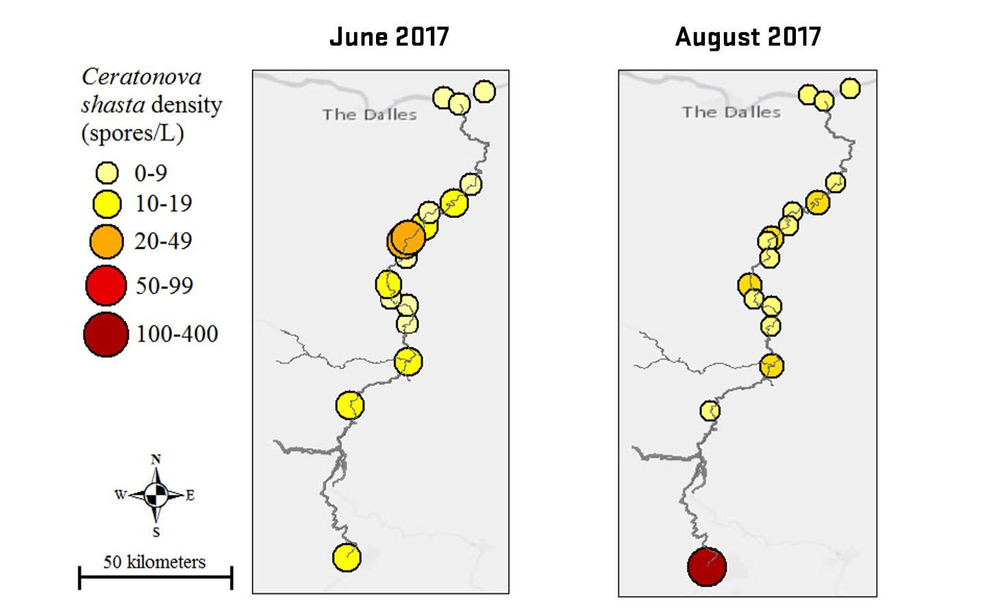 Two side-by-side maps of the Deschutes River labeled with Ceratonova shasta density (spores/L) by sample sites in red, orange and yellow. Comparing results from June and August 2017.