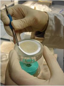 A pair of hands with gloves on removing a filter paper from lab equipment.