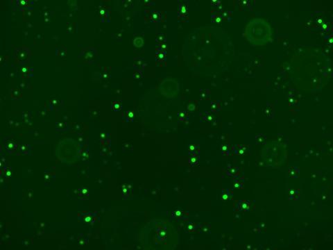 Black image with green glowing dots.