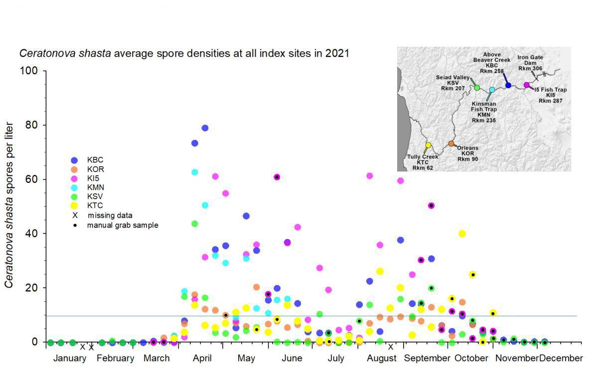 Graph showing Ceratonova shasta average spore densities at all index sites in 2021