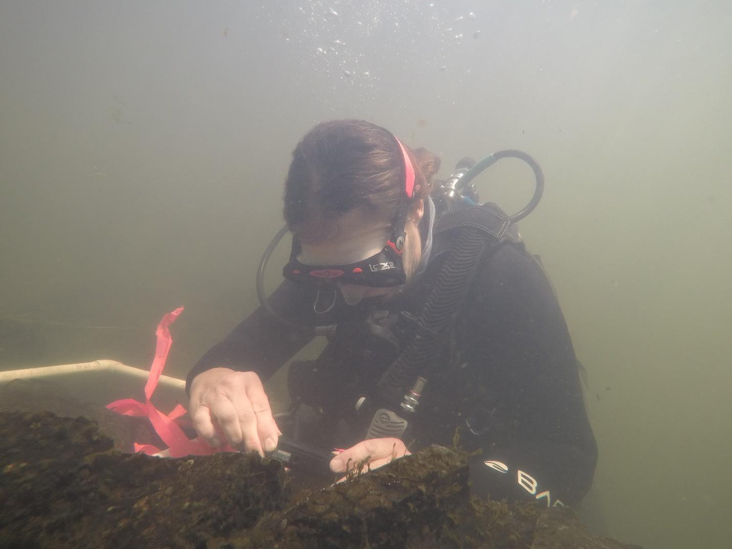 Diver photographing annelids