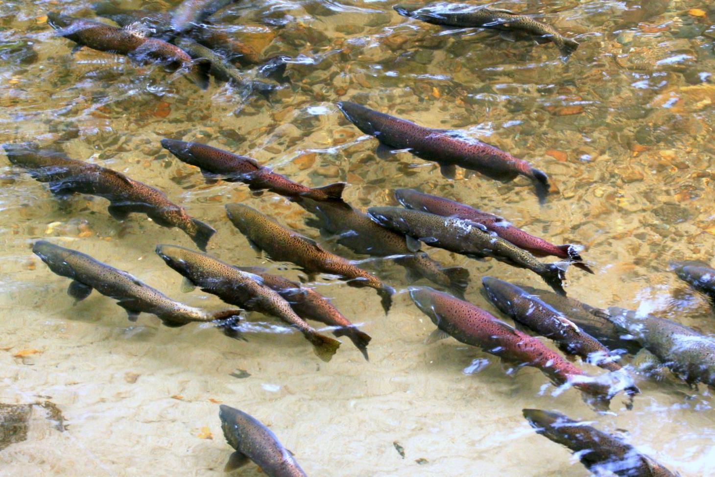 Chinook salmon spawning in a river in the Pacific Northwest. Photo from iStock