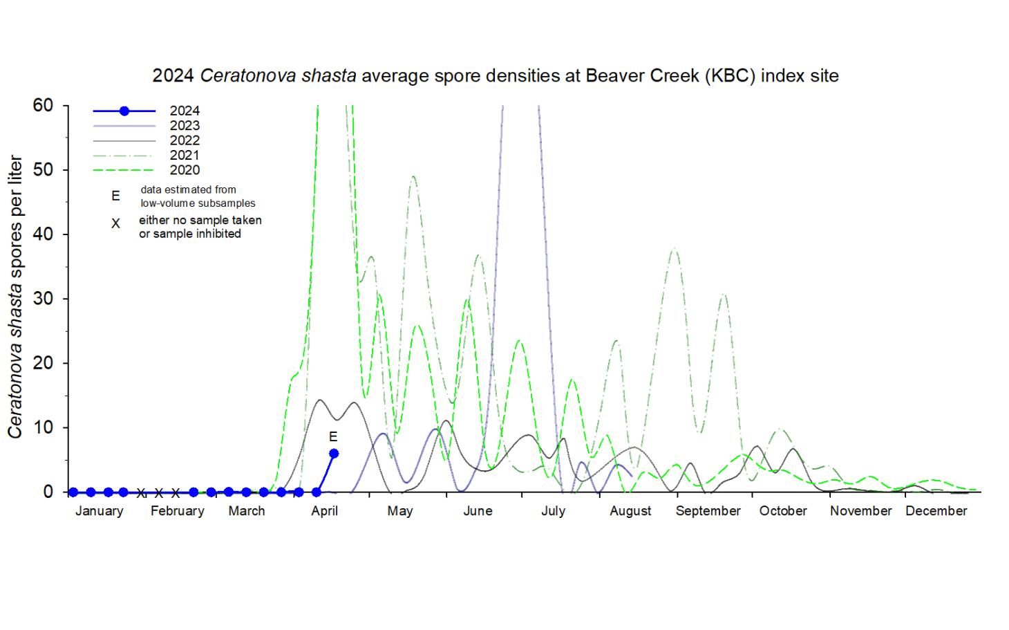 Graph showing the density of waterborne Ceratonova shasta at the Beaver Creek index site in 2024.