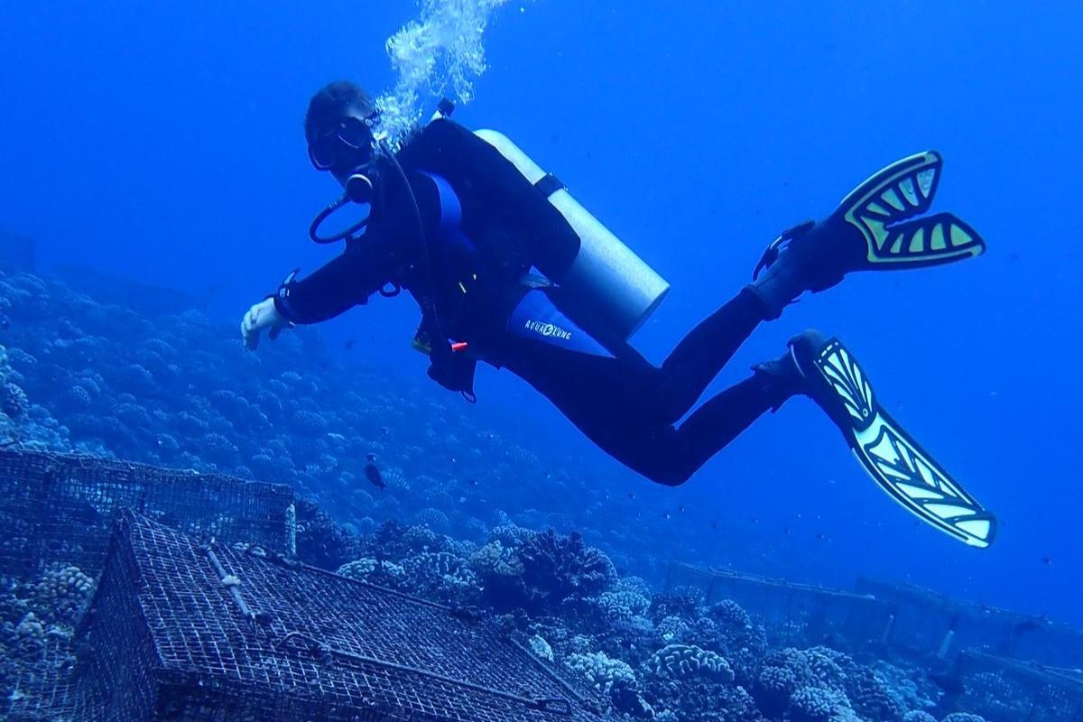 Alex Vompe diving in a wetsuit, floating in blue ocean water above a coral reef.