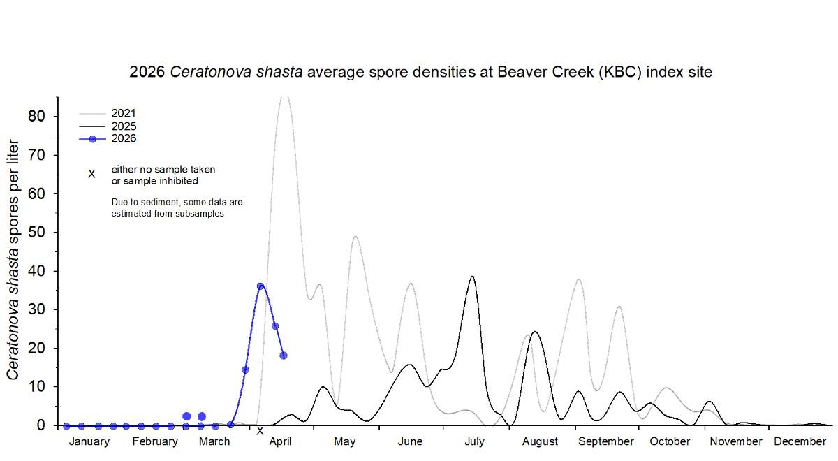 Graph showing the density of waterborne Ceratonova shasta at the Beaver Creek index site in 2026.