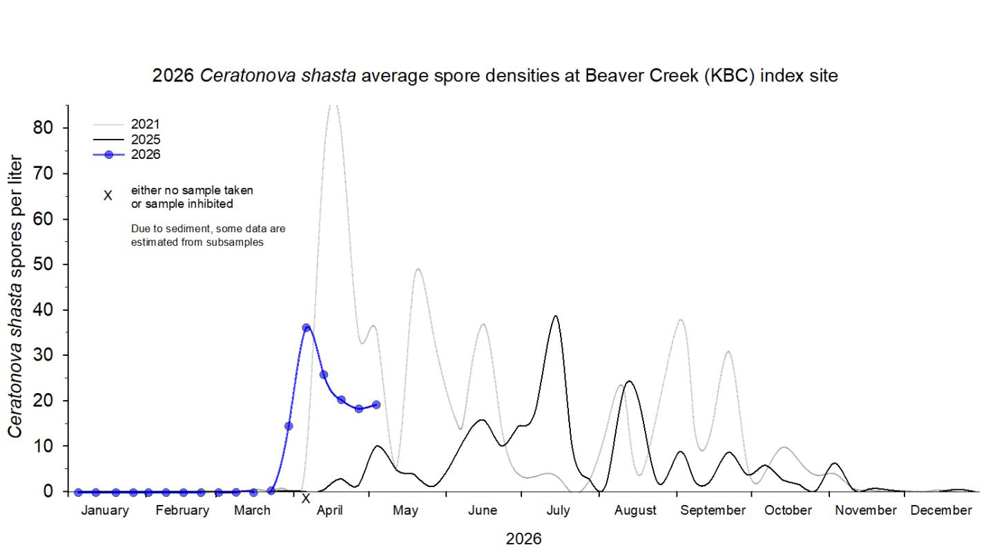 Graph showing the density of waterborne Ceratonova shasta at the Beaver Creek index site in 2026.