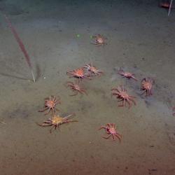 Group of Tanner crabs sitting on ocean floor