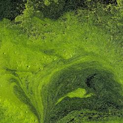 Image of algal bloom