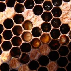 A close-up of the hexagonal pattern of a honeycomb with small larvae inside. 