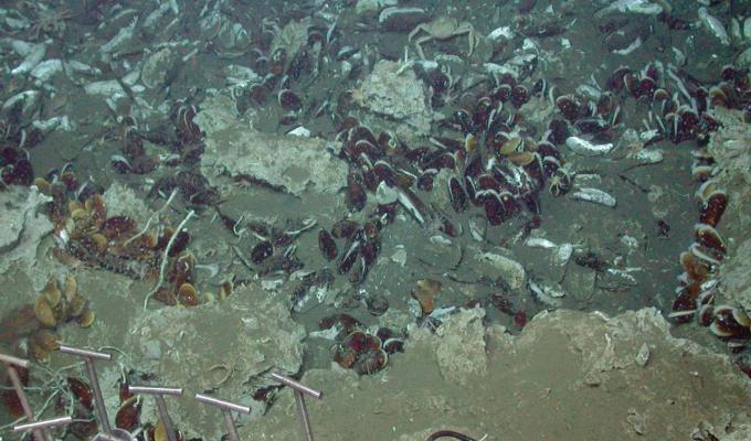 rocks and organisms swimming around ocean floor