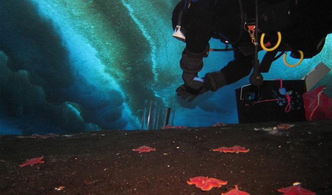 Scuba diver collecting samples on shallow sea floor in Antarctica.