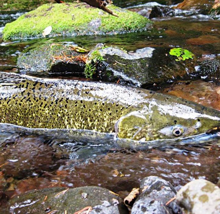 A glossy Chinook salmon swims against the current in a shallow stream.