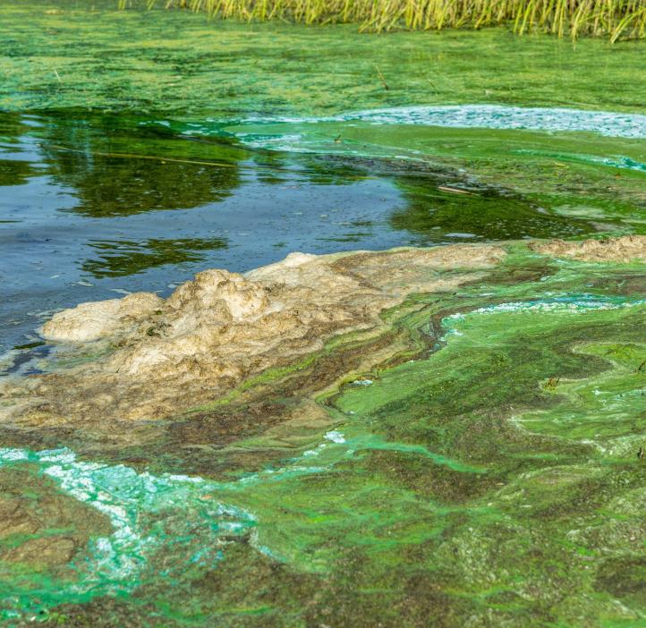 An algal bloom on a river. Green and blue lines on the water.